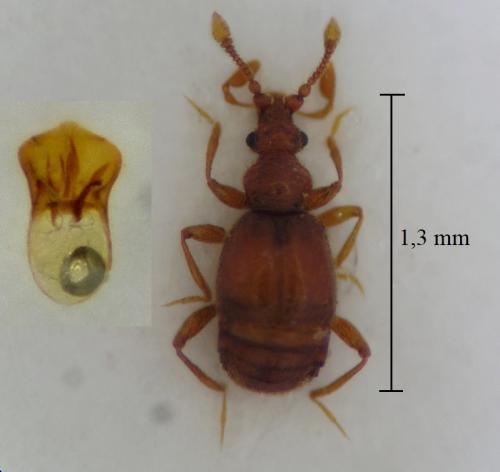 Réf. 300 156 : Bryaxis cebennicus